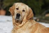 GOLDEN RETRIEVER 805